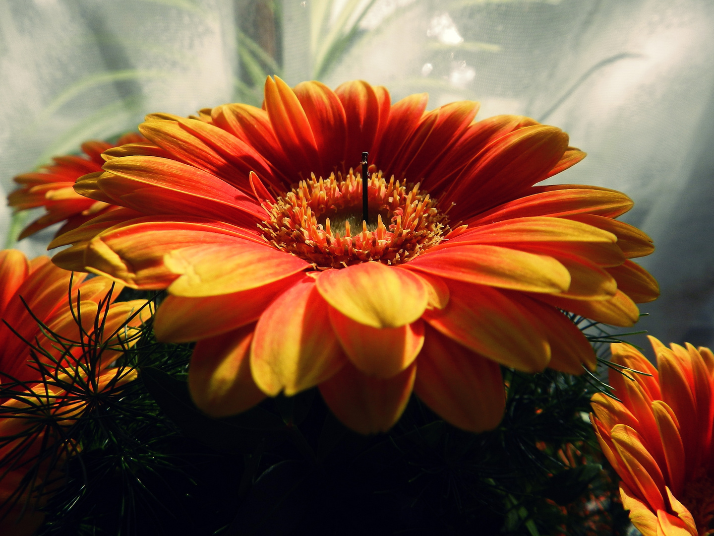 Gerbera