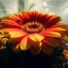 Gerbera