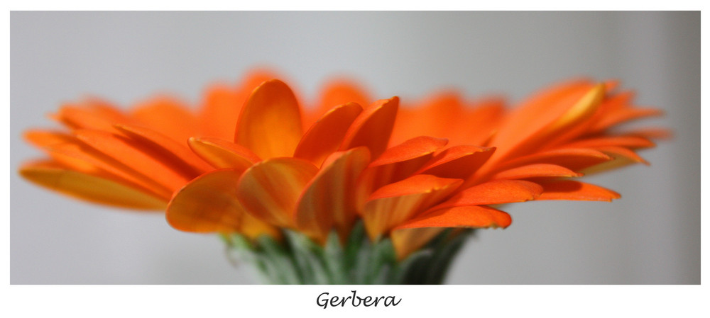 Gerbera