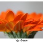 Gerbera