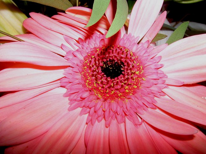 Gerbera