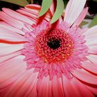 Gerbera