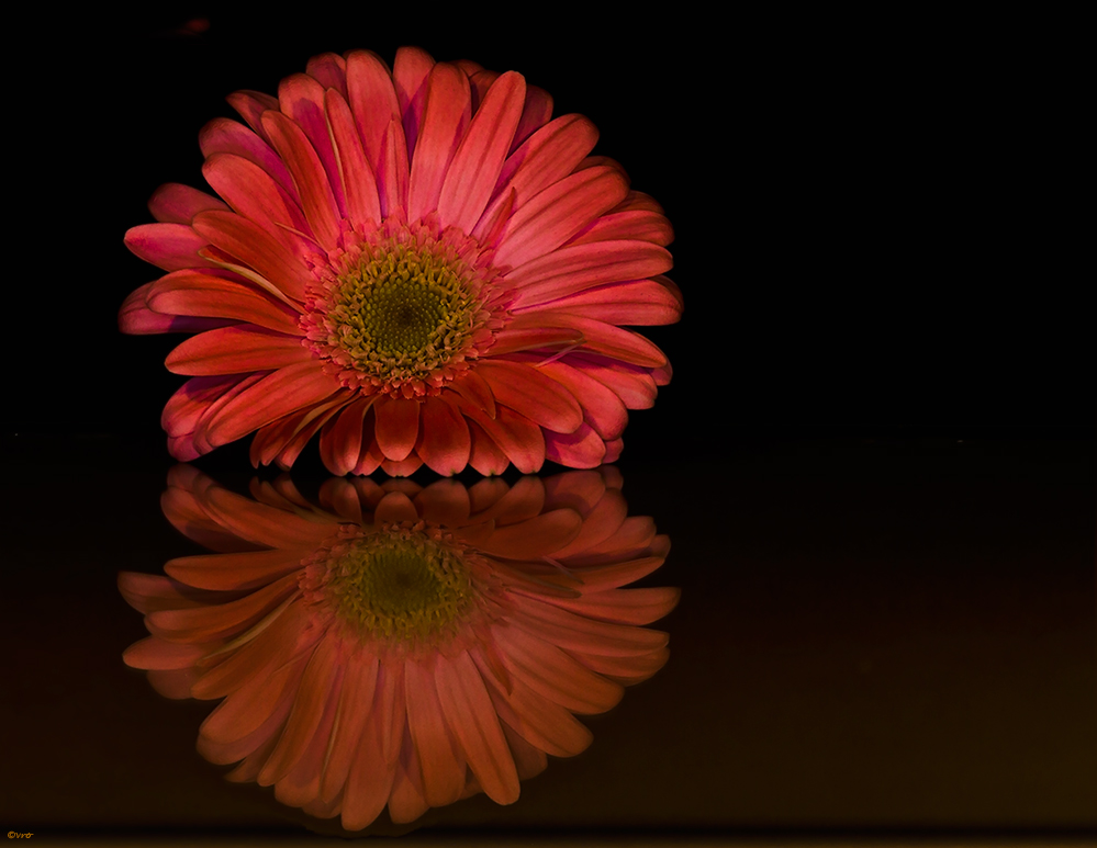 Gerbera