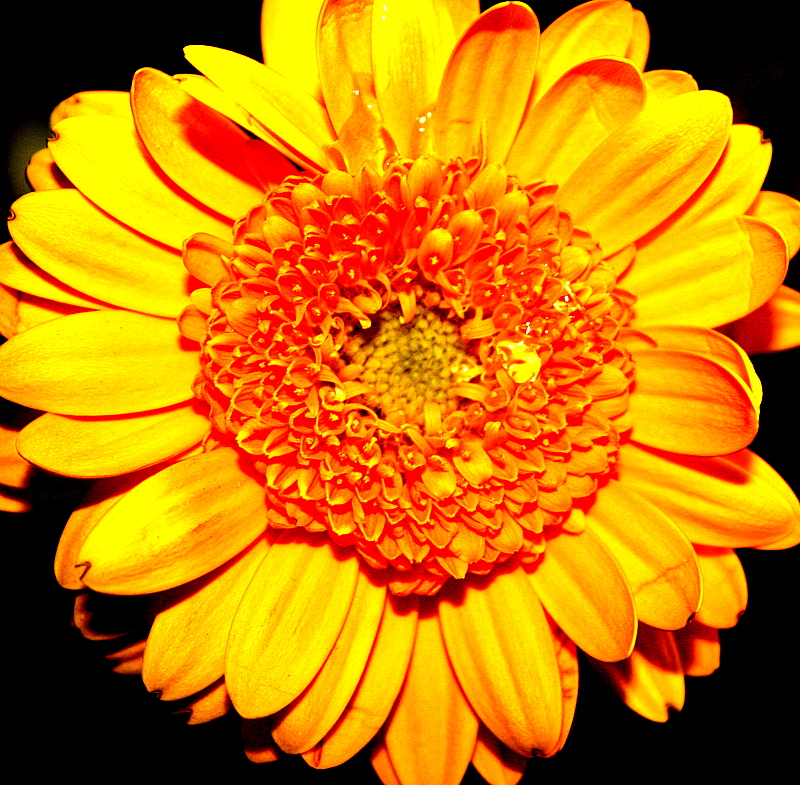 Gerbera