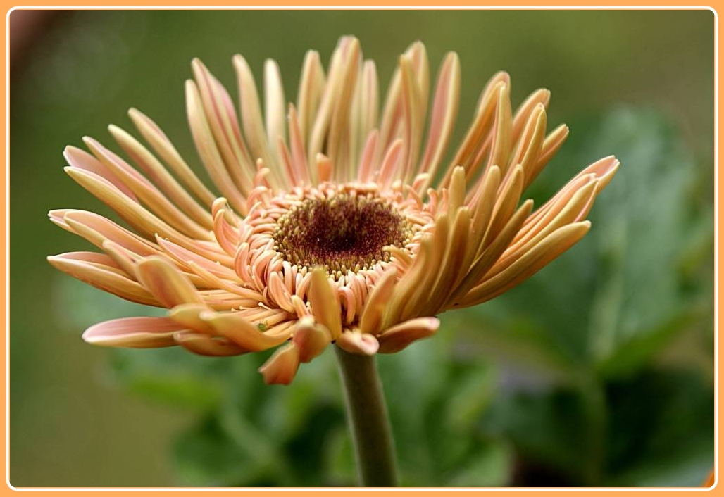 Gerbera