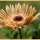 Gerbera