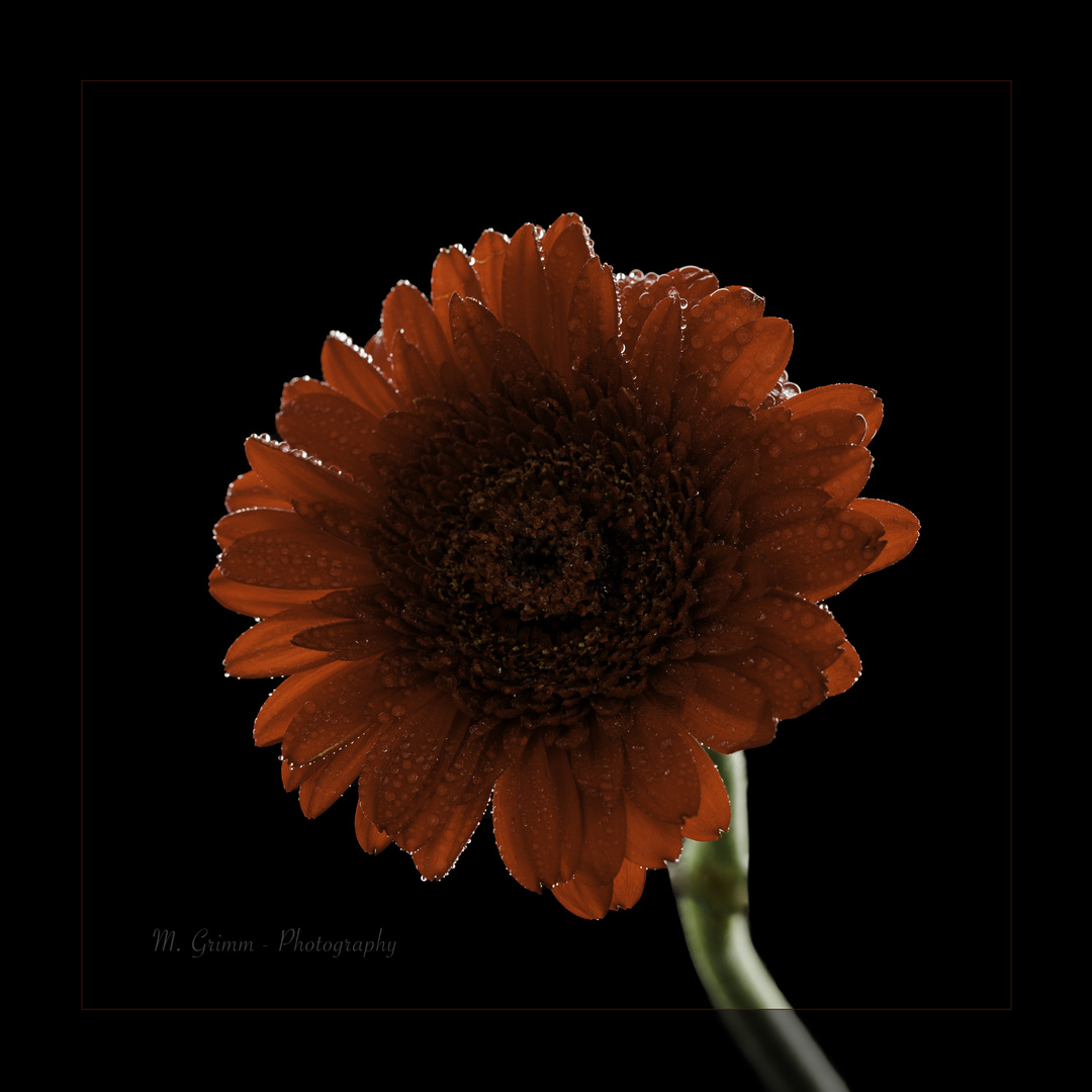 Gerbera