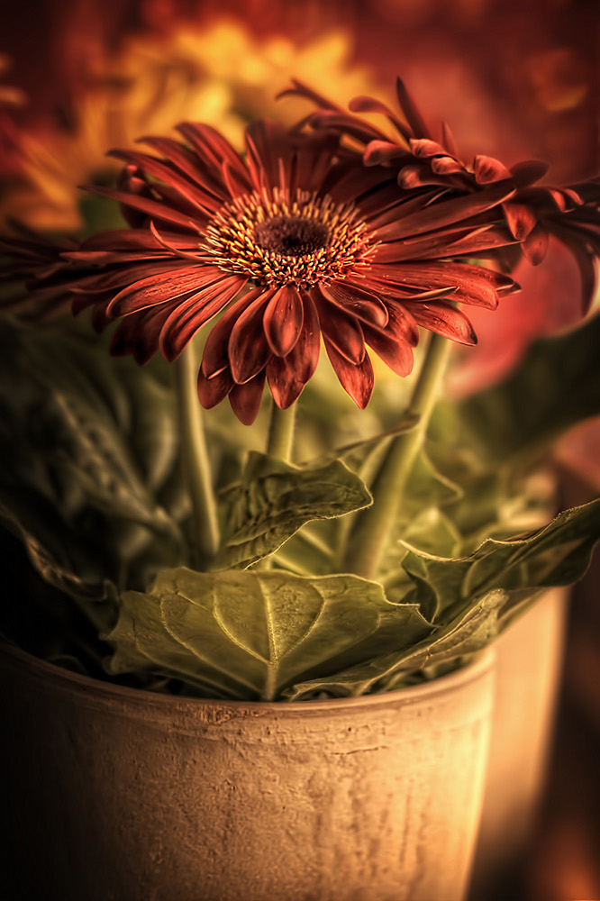 Gerbera