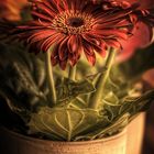 Gerbera