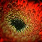 ~ Gerbera ~