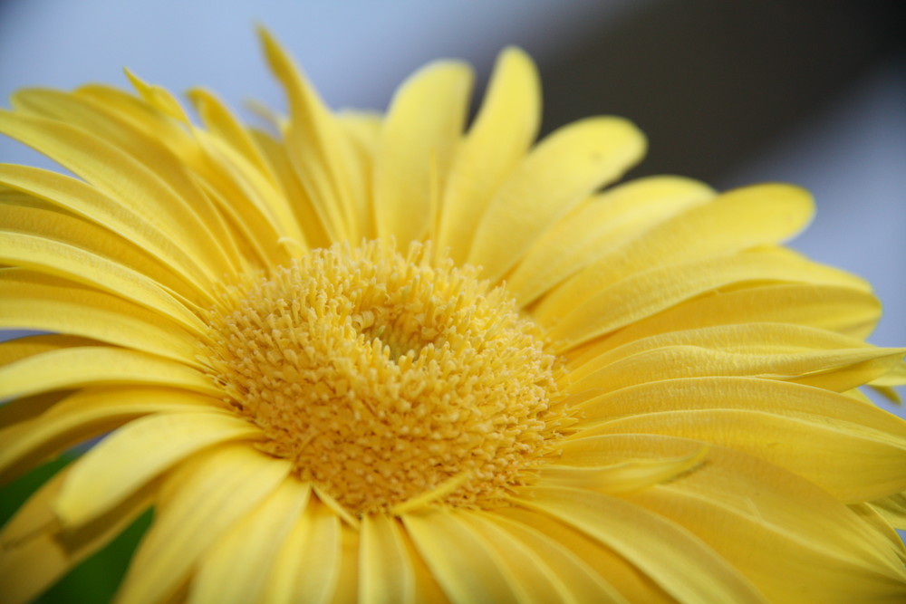 Gerbera