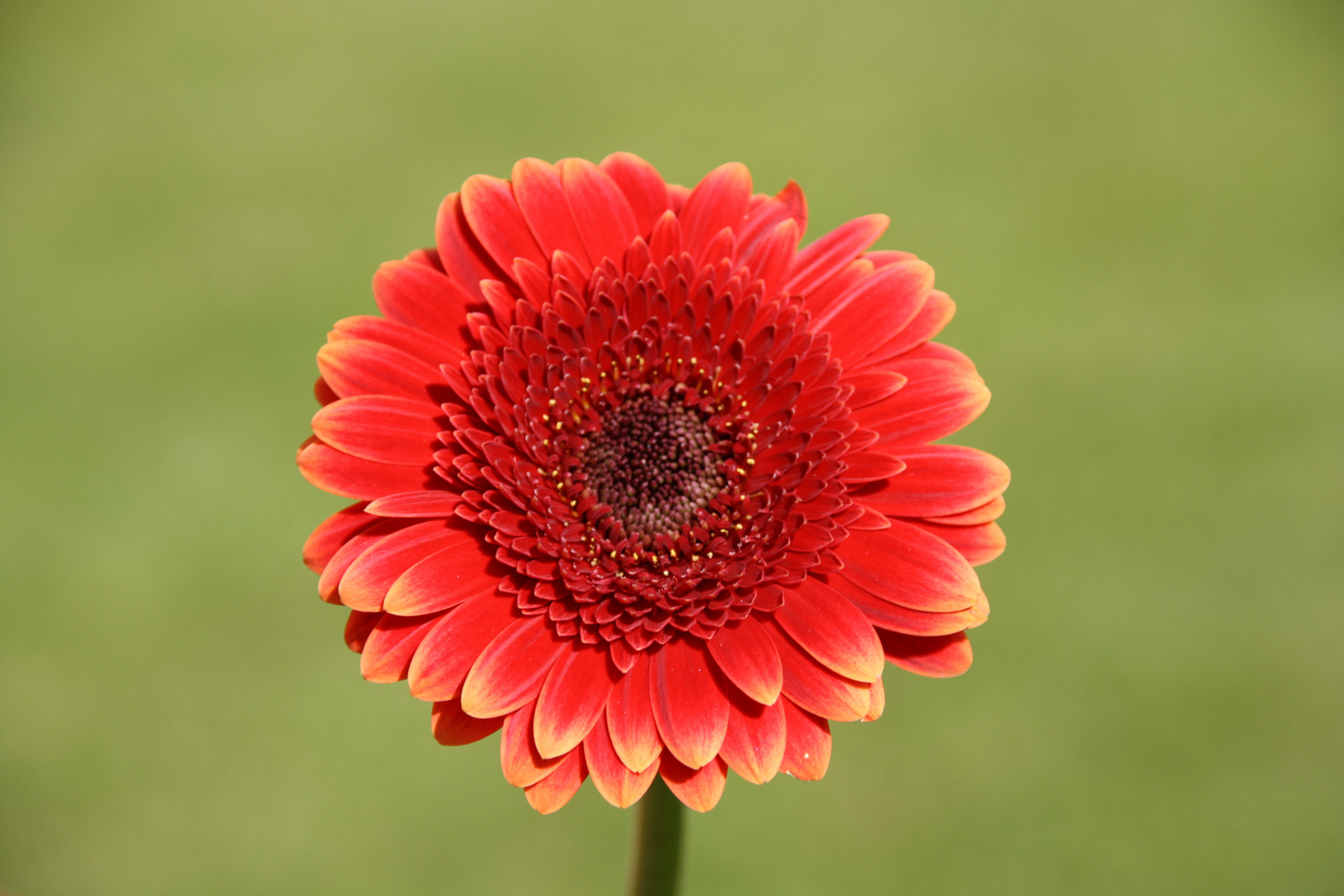 Gerbera