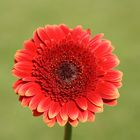 Gerbera