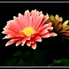 Gerbera