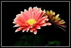 Gerbera