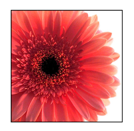 Gerbera