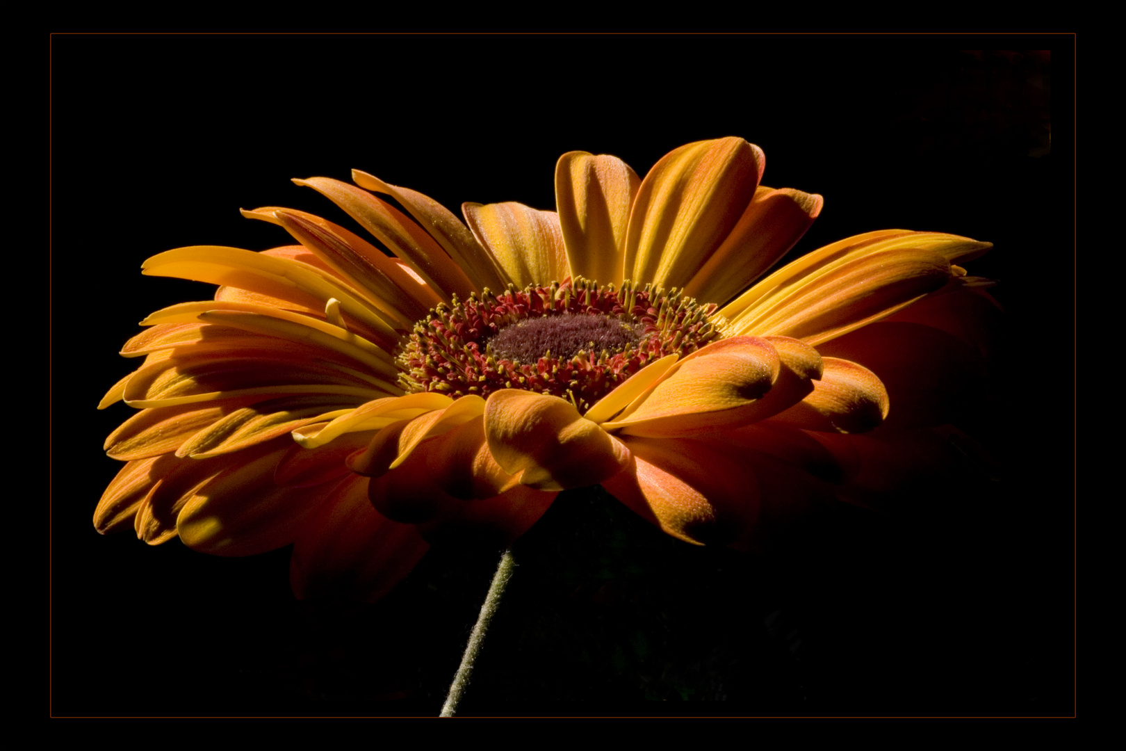 Gerbera