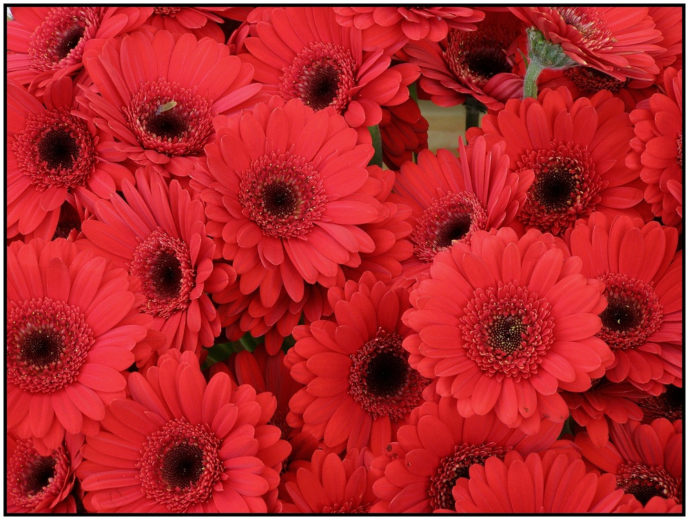 Gerbera