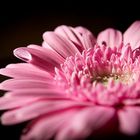 Gerbera