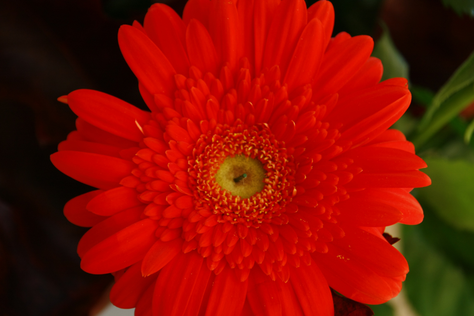 Gerbera