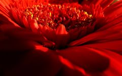 Gerbera....