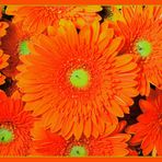 Gerbera