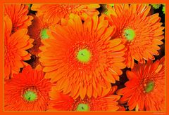 Gerbera