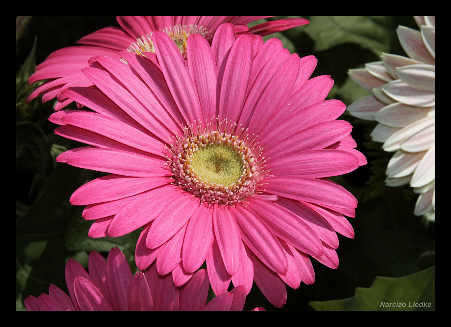 Gerbera