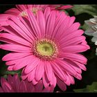 Gerbera