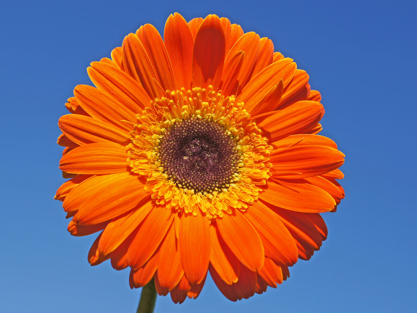 gerbera