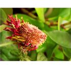 gerbera bailando