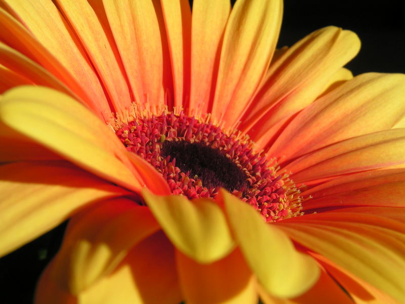 Gerbera