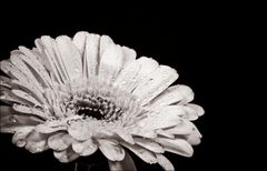 Gerbera