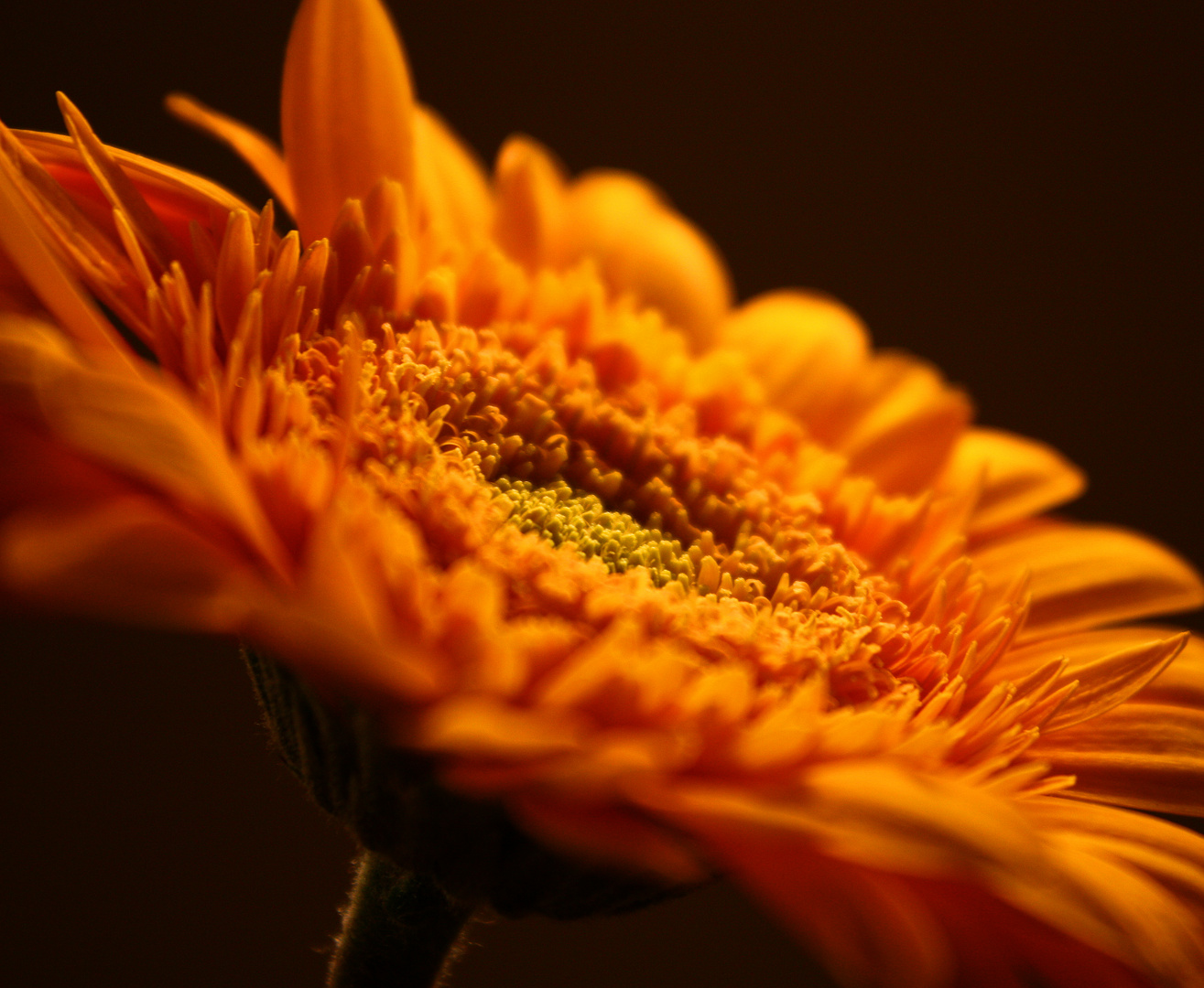 gerbera