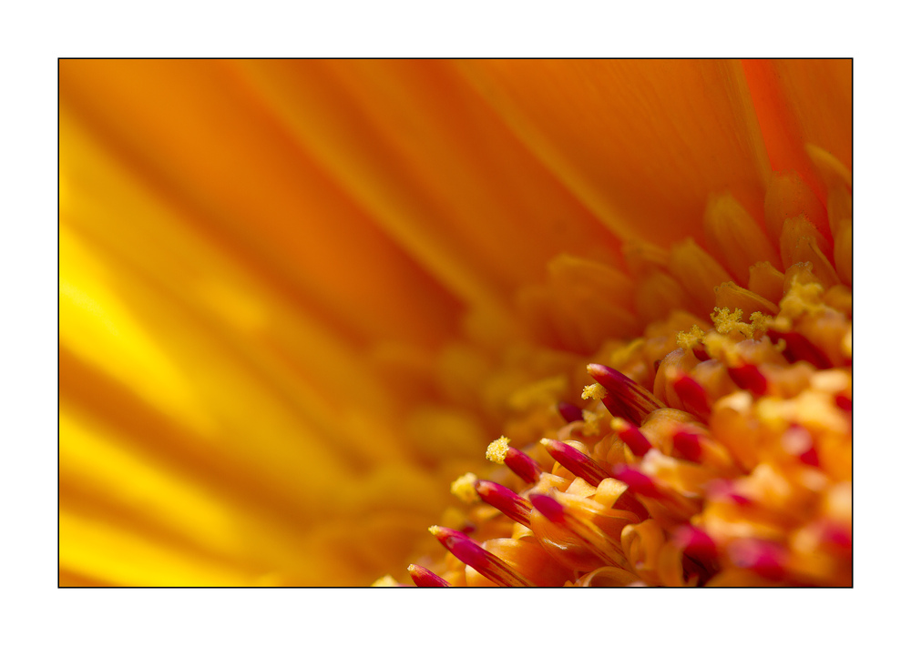 Gerbera