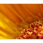 Gerbera