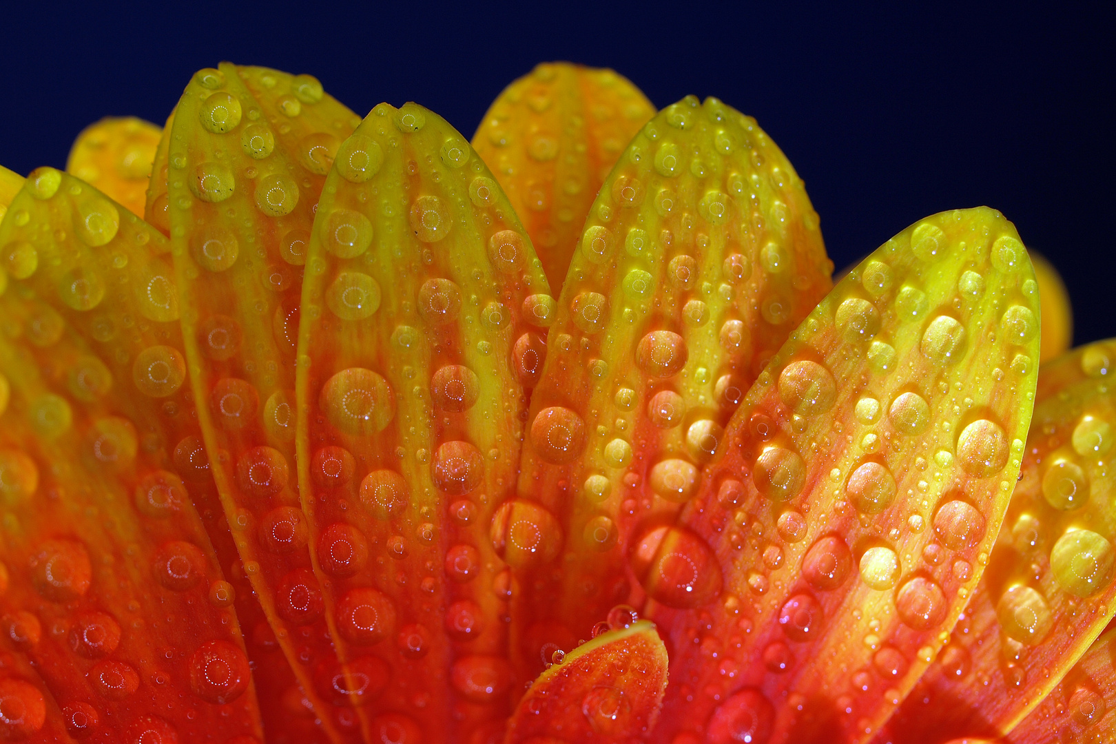 Gerbera