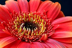 Gerbera bei Tageslicht