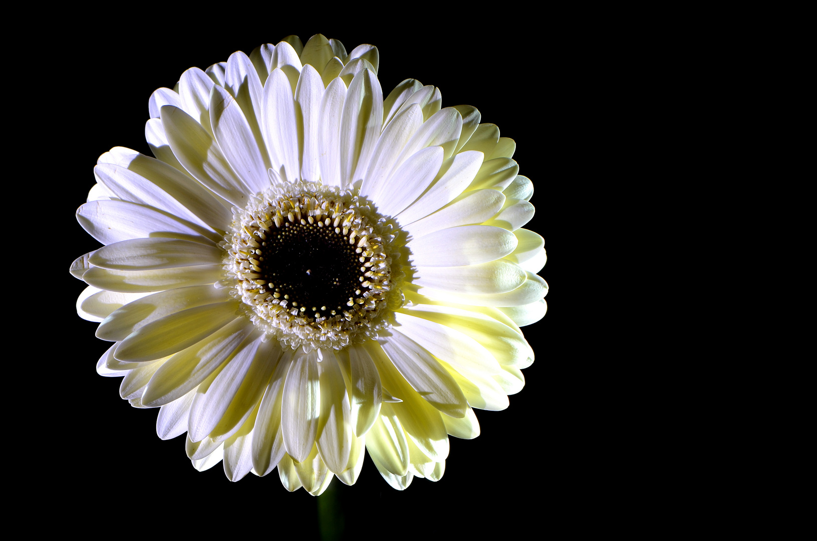 Gerbera beige