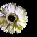 Gerbera beige