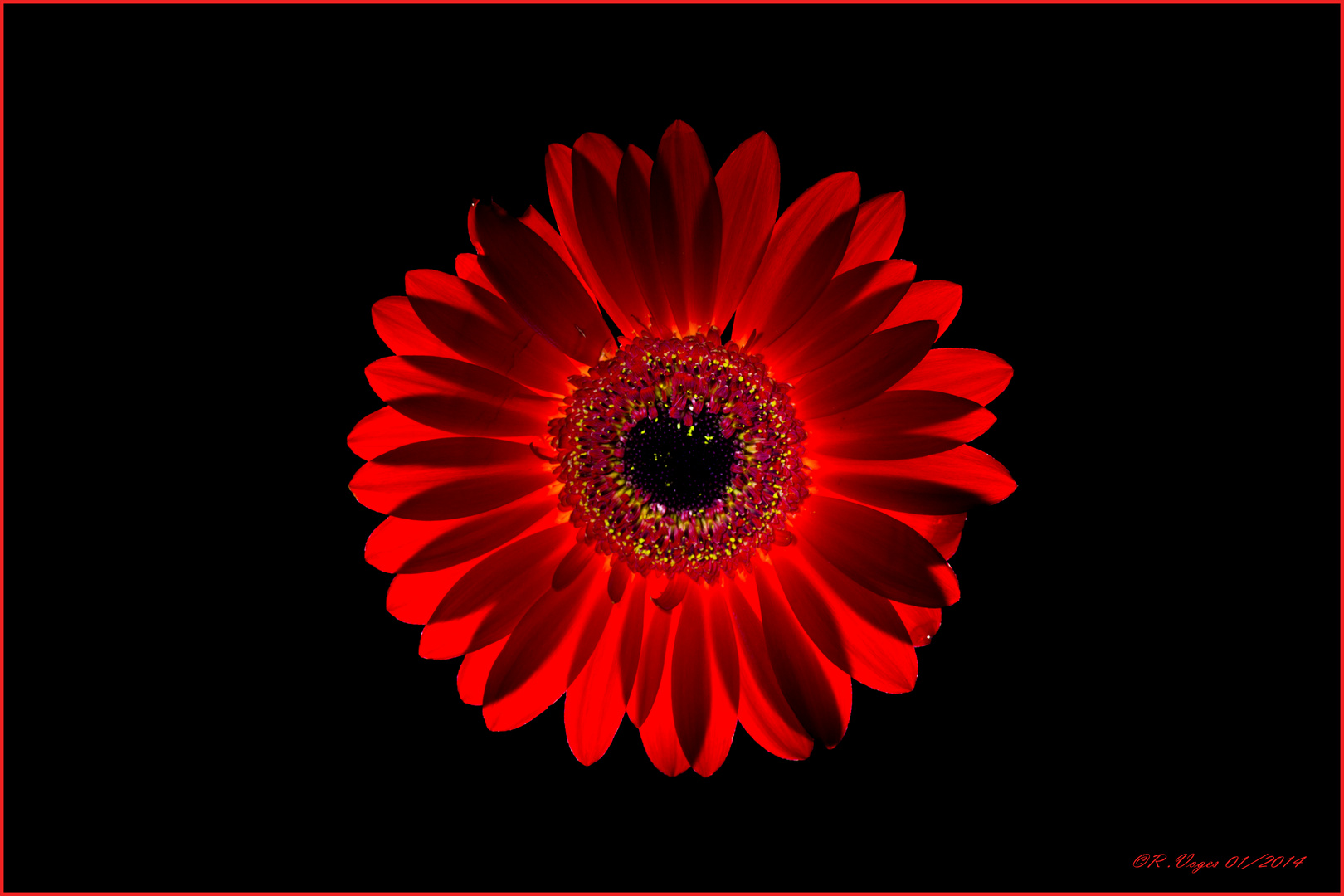 Gerbera beleuchtet