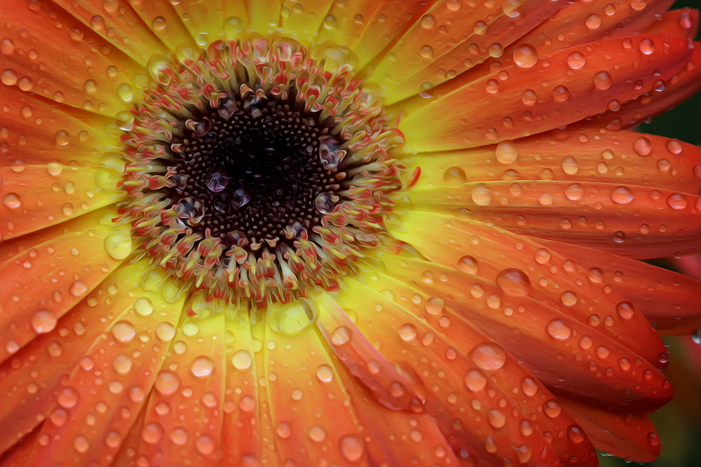 Gerbera