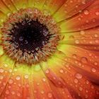 Gerbera