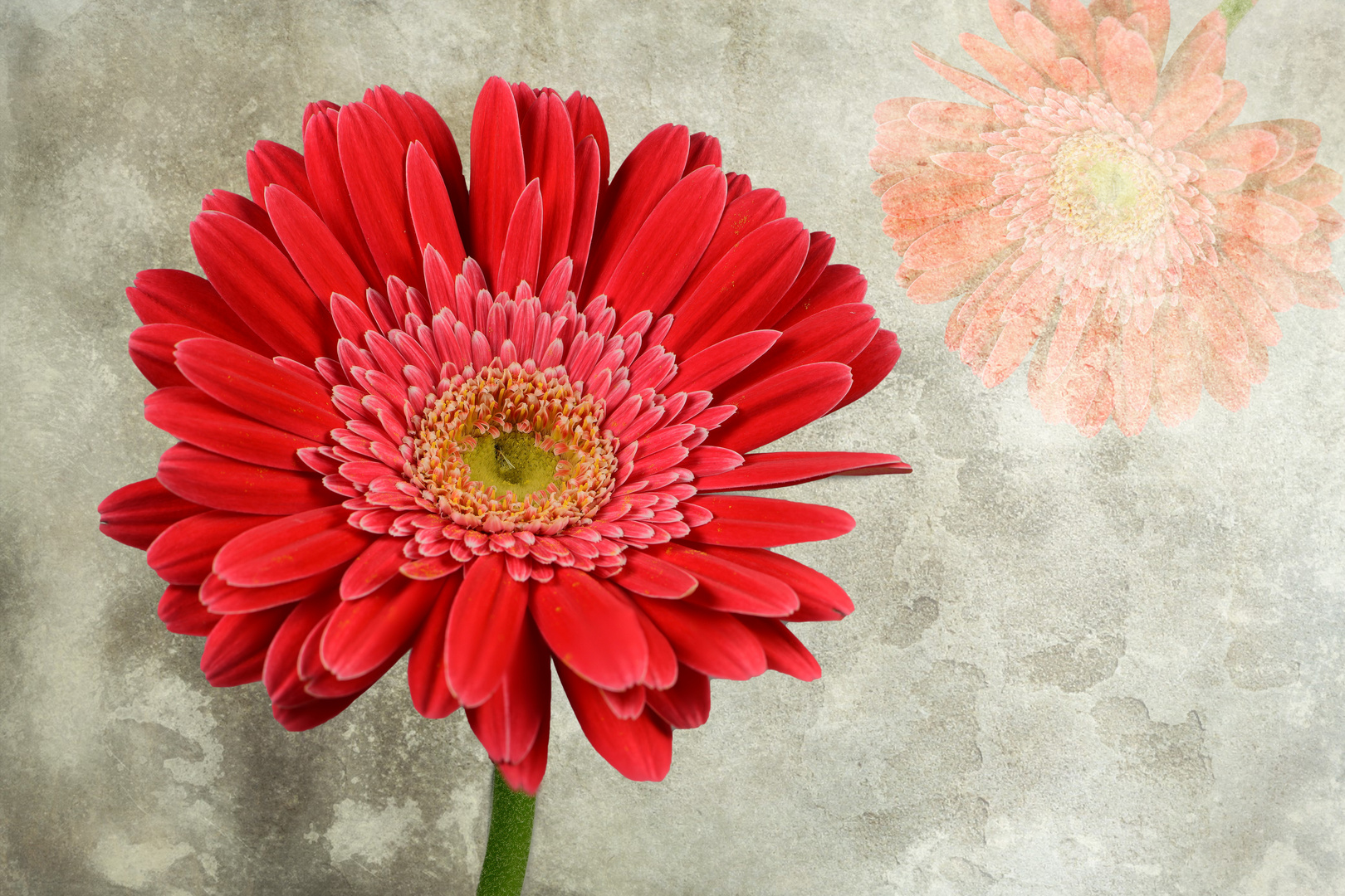 Gerbera