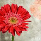 Gerbera