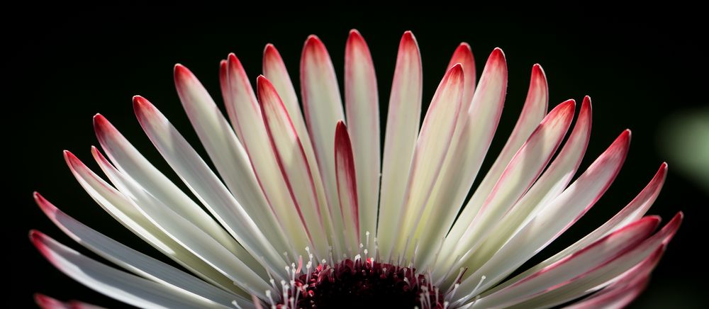 Gerbera Bildausschnitt