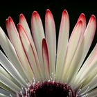 Gerbera Bildausschnitt