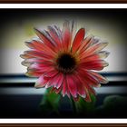 gerbera bissel bearbeitet