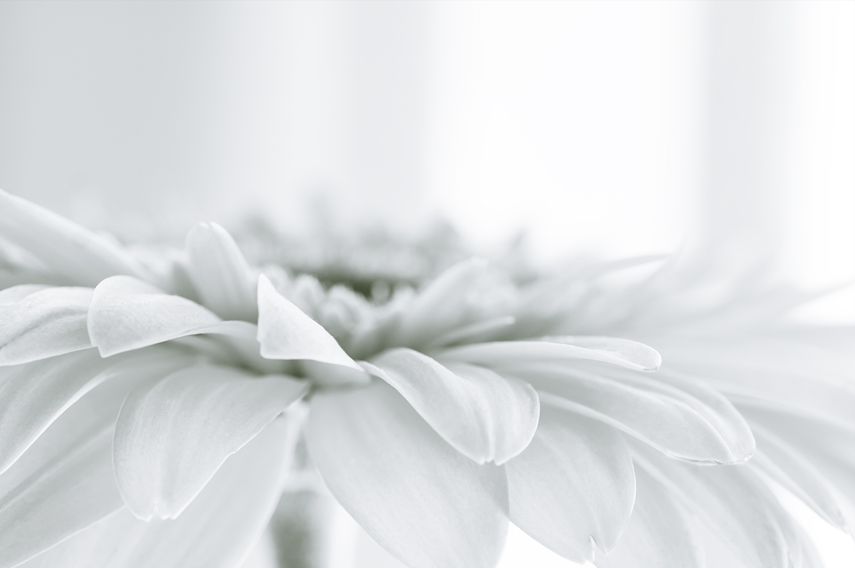 Gerbera black/white