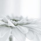 Gerbera black/white